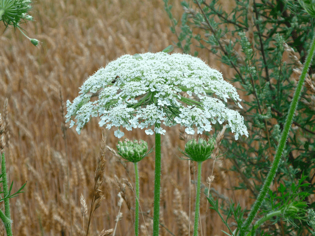 Giant Hogweed